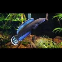 Gambar IKAN CHANNA ANDRAO GRADE A SORTIRAN - 9-10 cm wc dari Meio Aquatic undefined 2 Tokopedia