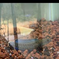 Gambar IKAN CHANNA ANDRAO GRADE A SORTIRAN - 9-10 cm wc dari Meio Aquatic undefined 4 Tokopedia