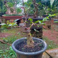 Gambar bahan bonsai anting putri hasil cangkok dari albyflora undefined 1 Tokopedia