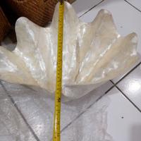 Gambar Mangkok Kerang Pelunakan Bentuk Kima Besar Wadah Unik Serbaguna dari Mentari Bali Craft undefined 5 Tokopedia