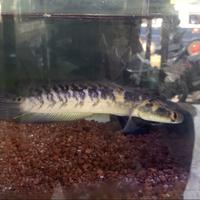 Gambar IKAN CHANNA YELLOW SENTARUM GRADE A SORTIR AN - 18-20 cm dari Meio Aquatic undefined 3 Tokopedia