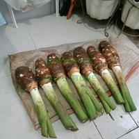 Gambar [SECA_STORE] Talas Bogor Asli - Enak - Empuk - Pulen - Dijual Satuan - Ready Stock dari SECA_STORE undefined 4 Tokopedia