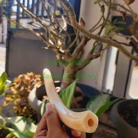 Gambar Pipa once tulang iga duyung/once duyung kristal model terbaru dari karomahgalery undefined 1 Tokopedia
