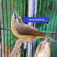Gambar burung opior jambul jantan mulus dari @FARIZ BIRDSHOP undefined 1 Tokopedia