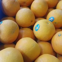 Gambar Sunkist NAVEL fresh jeruk potong manis segar - sunkist navel dari kilau berkah_NEW undefined 5 Tokopedia