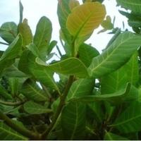 Gambar Tanaman pohon jambu mete/Anacardium occidentale dari RIZKI BERKAH ALAM undefined 3 Tokopedia