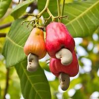 Gambar Tanaman pohon jambu mete/Anacardium occidentale dari RIZKI BERKAH ALAM undefined 1 Tokopedia