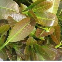 Gambar Tanaman pohon jambu mete/Anacardium occidentale dari RIZKI BERKAH ALAM undefined 2 Tokopedia