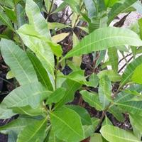 Gambar Tanaman pohon jambu mete/Anacardium occidentale dari RIZKI BERKAH ALAM undefined 4 Tokopedia