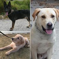 Gambar Rantai Leher Anjing Training Besi Dog Chain Collar Kalung Anjing - M dari Soya Global undefined 5 Tokopedia