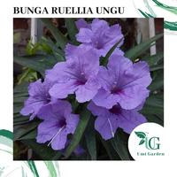 Gambar 10 Biji Benih Bunga Kencana Ungu Ruellia mini Ungu dari umi-garden undefined 1 Tokopedia