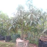 Gambar pohon durian musangking sudah berbuah/berbunga sudah dibonsai btg bsar dari sukses trussss undefined 4 Tokopedia