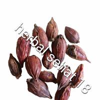 Gambar 600gram San Zhi Zi / Shan Zhi Zi FRUCTUS GARDENIA CAPE JASMINE FRUIT dari Herbal Sehat 18 undefined 3 Tokopedia