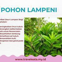 Gambar Daun lampeni lempeni/daun lalapan khas sunda dari CVADIKSHOPP undefined 2 Tokopedia