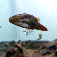 Gambar IKAN HIAS CARINOTETRAODON IRUBESCO PUFFER RED EYE PUFFER dari Mars Aquatics undefined 3 Tokopedia