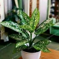 Gambar Tanaman hias aglonema lokal cantik dari Sakura Herbal Alami undefined 1 Tokopedia
