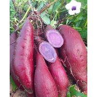 Gambar Ubi ungu Organik Fresh / Taro / Telo ungu / ubi jalar ungu dari Kalyani Faeyza undefined 1 Tokopedia