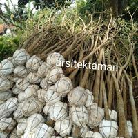Gambar tanaman tabebuya bunga kuning tinggi 3 meter - tabibuya - pohon sakura dari Arsitektaman undefined 5 Tokopedia
