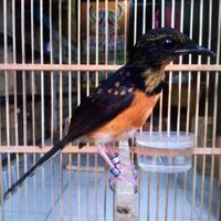 Gambar Burung Murai Batu Medan Trotol Jantan Ring APBN sertifikat asli dari Tosix94Birdspecialist undefined 1 Tokopedia