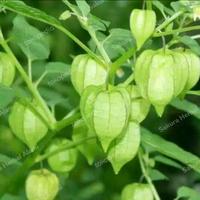 Gambar akar daun buah dan batang ciplukan segar 500gram dari Sakura Herbal Alami undefined 1 Tokopedia