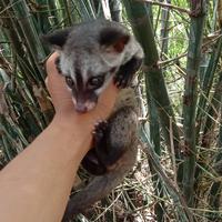 Gambar Musang Pandan dari Markas Reptile undefined 4 Tokopedia