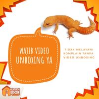 Gambar PINSET JANGKRIK DUBIA PENJEPIT PAKAN GECKO dari Rumah Ekor undefined 2 Tokopedia