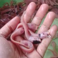 Gambar Bibit Lele Albino Uk 3-4cm - ukuran 10-12cm dari Agent.LeleSegar undefined 1 Tokopedia