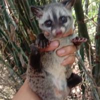 Gambar Musang Pandan dari Markas Reptile undefined 3 Tokopedia