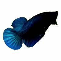 Gambar ikan cupang bahan import cupang bahan dari Cupangaduan14 undefined 3 Tokopedia