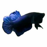 Gambar ikan cupang bahan import cupang bahan dari Cupangaduan14 undefined 2 Tokopedia