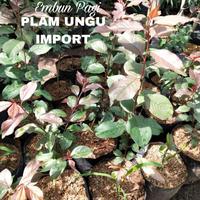 Gambar Bibit Buah Plum Unggu Import asli dari EMBUN PAGI SLEMAN YOGYAKARTA undefined 5 Tokopedia