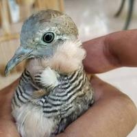Gambar burung perkutut jenggot kolo Cokro hokky istimewa dari riashop-2 undefined 1 Tokopedia