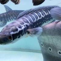 Gambar ikan hias toman size 17-20cm - cantik, 8-10cm dari CiPONG FisH undefined 1 Tokopedia