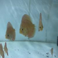 Gambar Discus leopard 2" dari Brother's_aquatic undefined 5 Tokopedia