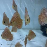 Gambar Discus leopard 2" dari Brother's_aquatic undefined 3 Tokopedia