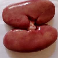 Gambar Ginjal babi fresh / Beli 2 gratis 1 pasang dari Toko Doloksaribu Fresh Pork undefined 1 Tokopedia