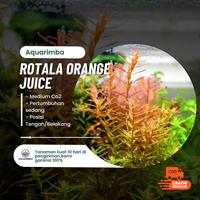 Gambar rotala orange juice dennerle ( tanaman aquascape ) dari Aquarimba Official undefined 1 Tokopedia