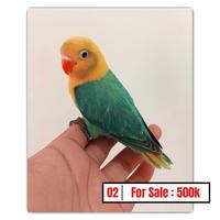 Gambar Lovebird Jinak dari Doriz Shop undefined 1 Tokopedia