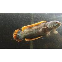 Gambar - ikan chana limbata jumbo rim tebal 15-20 cm + dari Mansan-store undefined 1 Tokopedia