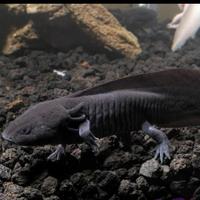 Gambar Ikan Axolotl Hitam Salamander Ikan Oxolotl Black dari Sauris Discus Aquarium undefined 2 Tokopedia