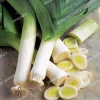Gambar Daun Bawang Prei / leek import dari fresh sedoyo 2 undefined 1 Tokopedia