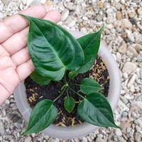 Gambar Anthurium Veitchii ORI Dari Biji dari BLT garden undefined 1 Tokopedia