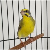 Gambar Burung Mozambik Afrika Pilihan Mulus - Jantan dari LiamExoticBird undefined 3 Tokopedia