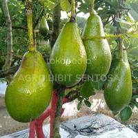 Gambar bibit alpukat wina super unggul besar tanaman pohon siap berbuah dari AGRO BIBIT SENTOSA1 undefined 1 Tokopedia