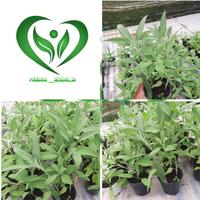 Gambar pohon SAGE herbal dari puncak herbal bibit undefined 1 Tokopedia