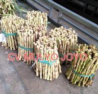 Gambar Benih Bibit ODOT SUPER Pakan Ternak dari MULYO JOYO FARM_NEW undefined 2 Tokopedia