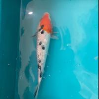 Gambar Ikan Koi Sankei Blitar 40 cm up Grade A dari Planet Koi undefined 3 Tokopedia