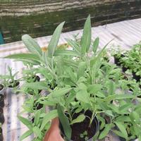 Gambar pohon SAGE herbal dari puncak herbal bibit undefined 2 Tokopedia