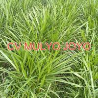 Gambar Benih Bibit ODOT SUPER Pakan Ternak dari MULYO JOYO FARM_NEW undefined 3 Tokopedia