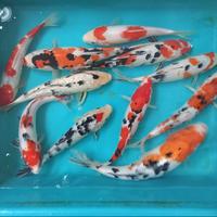 Gambar Ikan Koi Sankei Blitar 40 cm up Grade A dari Planet Koi undefined 2 Tokopedia